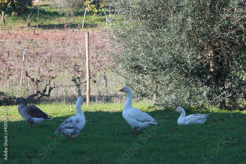goose2