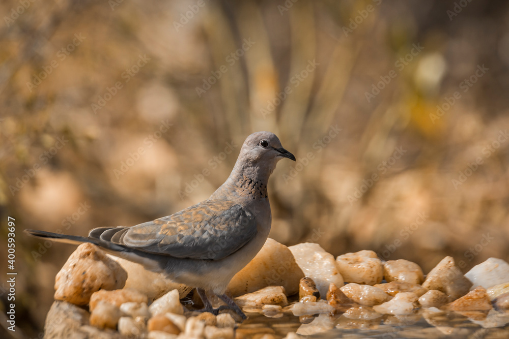 Fototapeta premium Laughing Dove standing at waterhole in Kruger National park, South Africa ; Specie Streptopelia senegalensis family of Columbidae