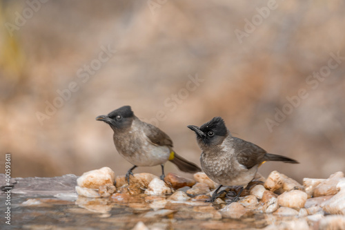 Dark capped Bulbul couple standing at waterhole in Kruger National park, South Africa ; Specie Pycnonotus tricolor family of Pycnonotidae photo