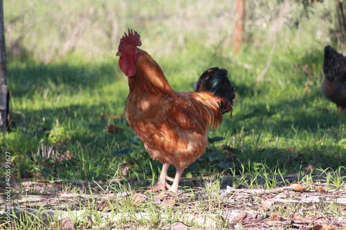rooster