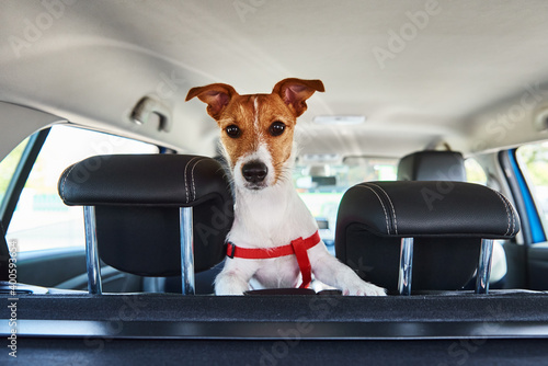 Jack Russell terrier dog looking out of car seat