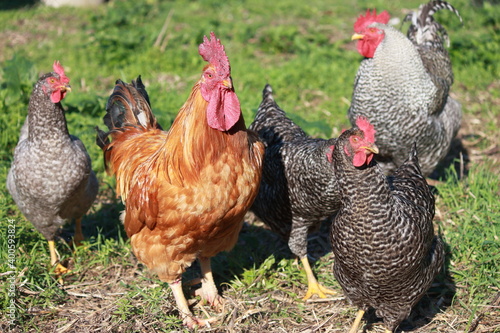 
chickens1