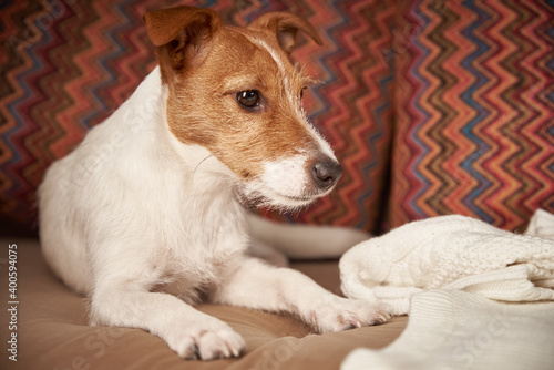 Jack Russell terrier dog lies on sofa. Pet care concept