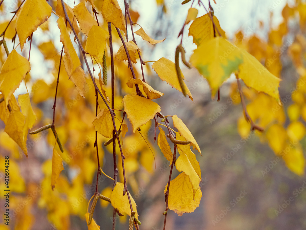 Obraz premium Branches with yellow leaves on a natural background