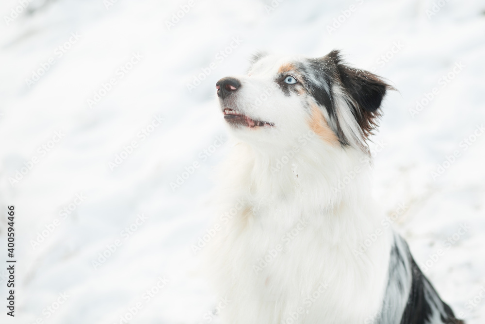 Australian shepherd with open mouth in winter forest. close up portrait. Australian shepherd with open mouth in winter forest. close up portrait.