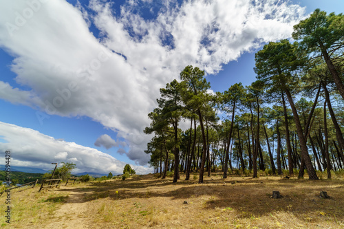 Tall pine trees in field, Mediterranean forest with path, white clouds and blue sky. 