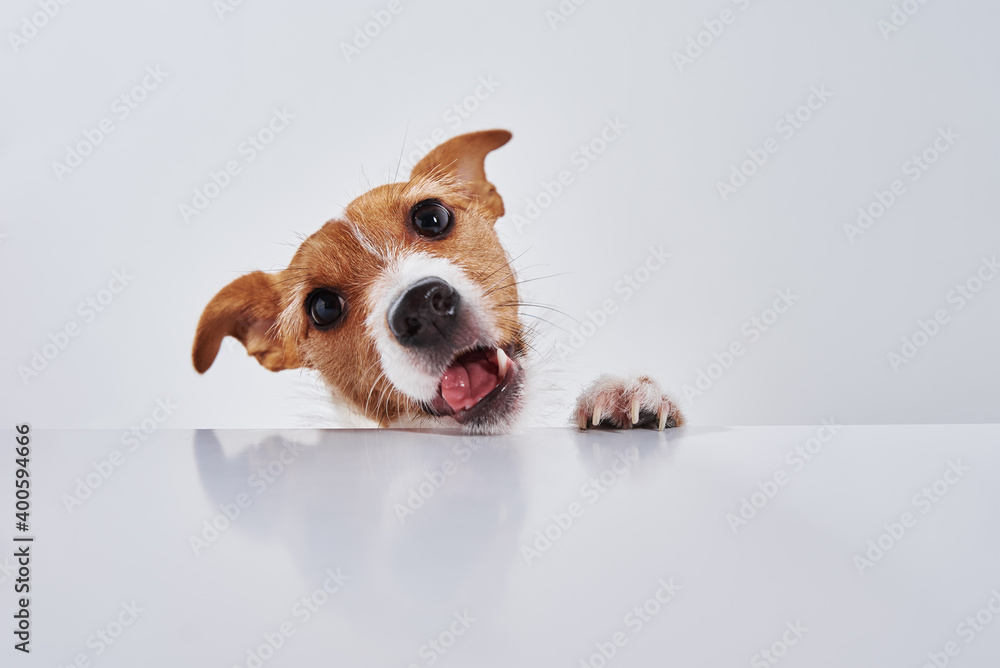 What Should A Jack Russell Eat