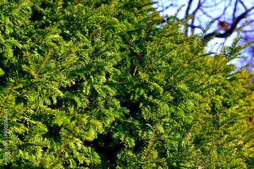 Closeup of English yew in winter, England 