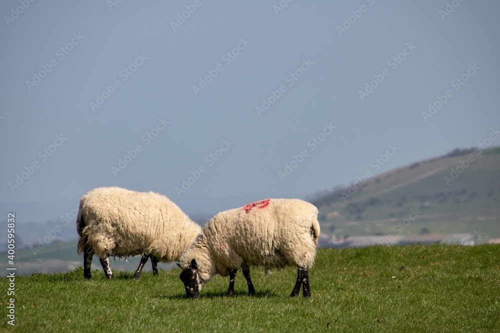 sheep grazing on the top of a hill sheep grazing on the top of a hill