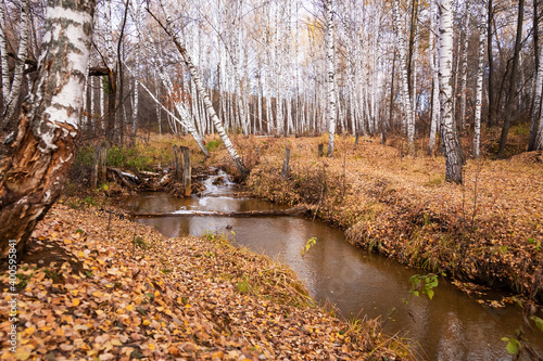 Sokolka river in the autumn birch forest in the Saratov region Novoburassky district Russia photo