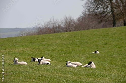 lambs enjoying the sunshine on a spring day