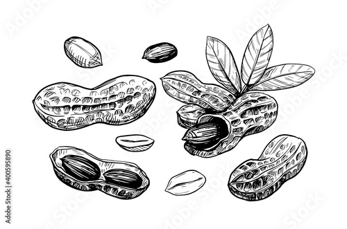 Peanut illustration. Hand drawn sketch converted to vector