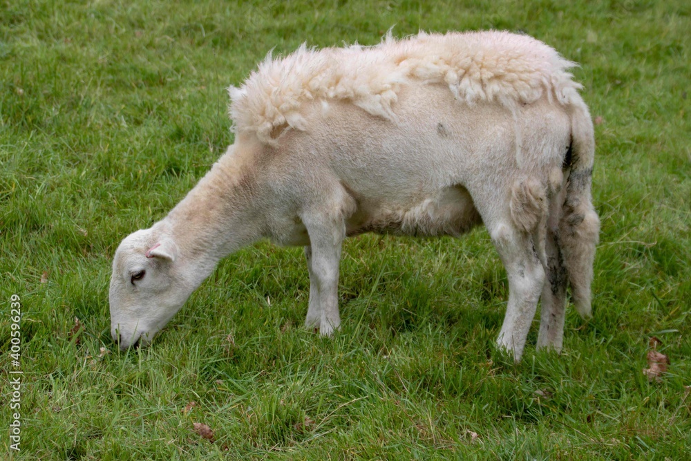 Fototapeta premium shorn sheep grazing in the meadow