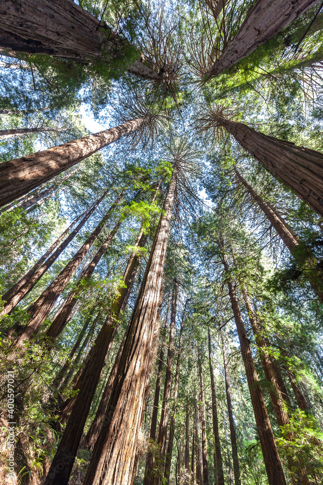 Redwood trees looking up in Muir Woods National Monument in Marin County, California, USA. Redwood trees looking up in Muir Woods National Monument in Marin County, California, USA.