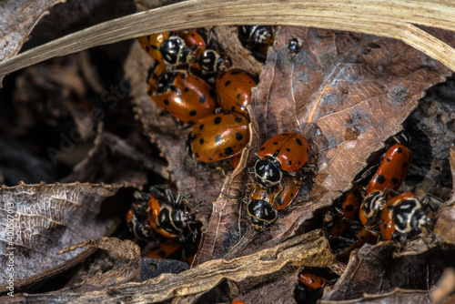 Фотография Convergent Ladybug (Hippodamia convergens) Emerging in Spring from Hibernation
