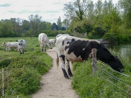 pretty black and white cows down by the river bank