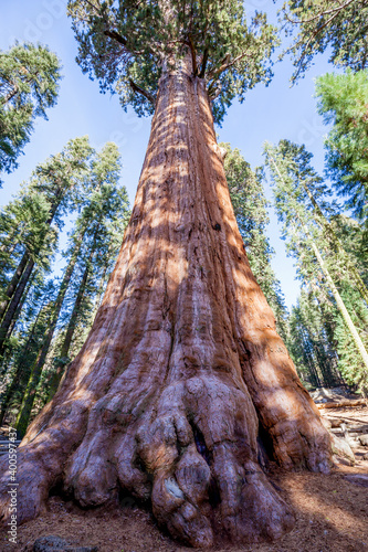 Looking upward from the base of the General Sherman located in  Sequoia National Park, California, USA, by volume, it is the largest known living single stem tree on Earth photo
