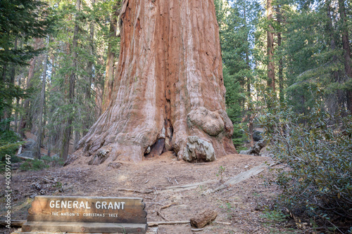 General Grant tree (