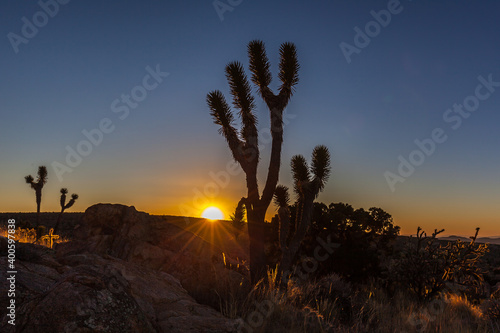 Joshua trees  Yucca brevifolia   at sunset in Mojave National Preserve  California