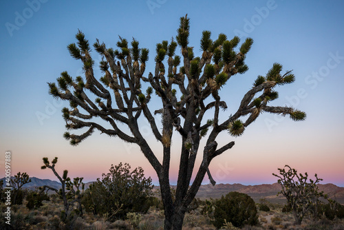 Joshua trees (Yucca brevifolia ) at sunset in Mojave National Preserve, California photo