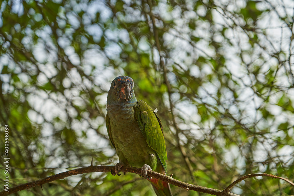 blue headed parrot, also blue headed pionus, Pionus menstruus, sitting on a branch of the rain forest of the cuyabeno natinal park in Ecuador, South America blue headed parrot, also blue headed pionus, Pionus menstruus, sitting on a branch of the rain forest of the cuyabeno natinal park in Ecuador, South America