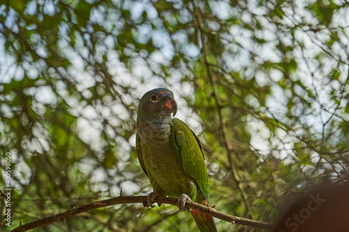 blue headed parrot, also blue headed pionus, Pionus menstruus, sitting on a branch of the rain forest of the cuyabeno natinal park in Ecuador, South America
