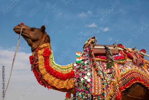 Beautiful amusing decorated Dromedary Camel on Bikaner Camel Festival in Rajasthan  India