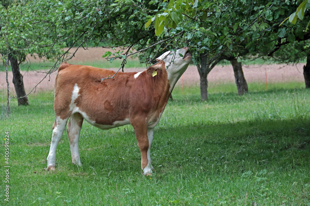 Obraz premium Jungrind