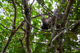 Linnaeuss two toed sloth, Choloepus didactylus, also southern two toed sloth, or Linnes two toed sloth is a species of sloth from South America, hanging high in the canopy of the tropical rain forest