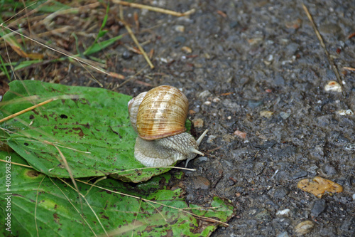 Gehäuseschnecke photo