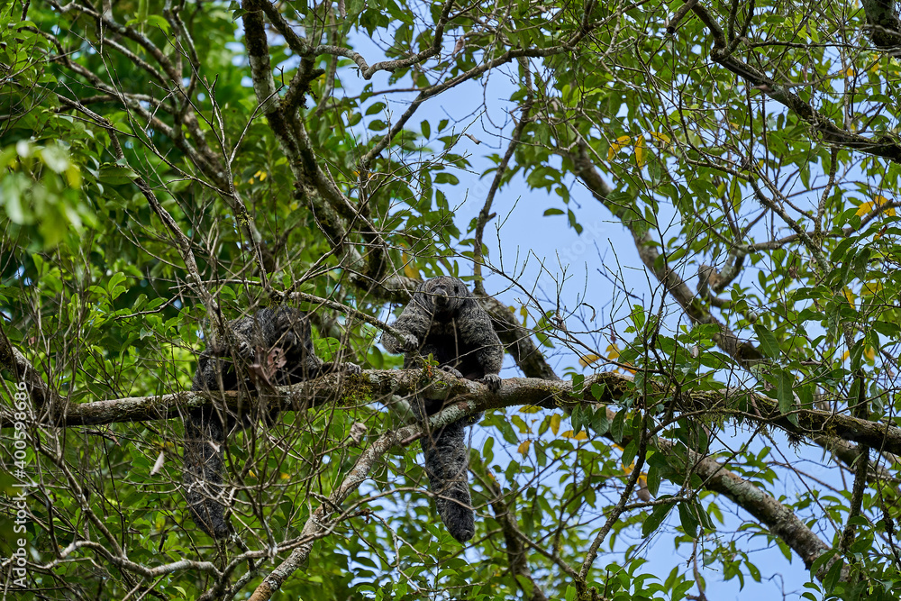Napo saki, Pithecia napensis, also Napo monk saki, a species of New World monkeys, to be found in eastern Ecuador and northern Peru. Sitting high in the canopy of the rain forest in Cuyabeno reserve Napo saki, Pithecia napensis, also Napo monk saki, a species of New World monkeys, to be found in eastern Ecuador and northern Peru. Sitting high in the canopy of the rain forest in Cuyabeno reserve