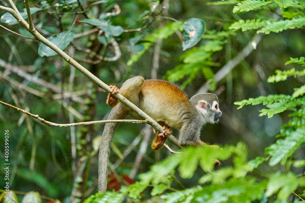 Obraz premium cute little squirrel monkey, a new World monkey of the genus Saimiri, sitting in the tropical rain forest of the cuyabeno national park, Ecuador, South America