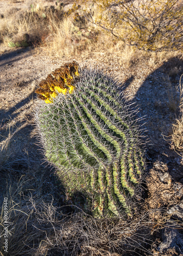 Close up of the fishhook barrel cactus (Ferocactus wislizenii,) blooming in Saguaro National Park in Tucson, Arizona photo