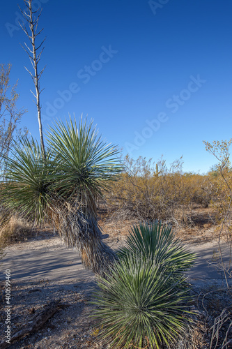 Desert spoon (Dasylirion wheeleri ) in Saguaro National Park,  Arizona photo