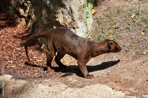 beautiful side portrait of a fossa on a stone and green areas in a zoo in valencia spain © Vicente