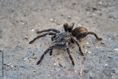 Big Tarantula crawling on the ground, Peru, South America. Giant creepy, hairy spider 