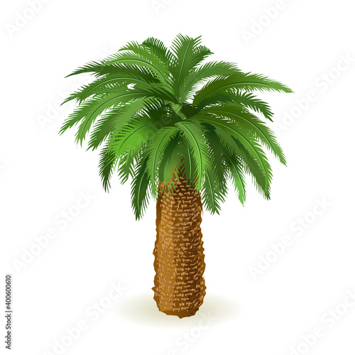Palm tree with shadow isolated on white. Vector illustration
