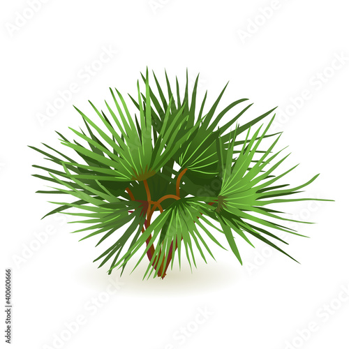 Small palm tree isolated on white background for home interior design in isometric view. Vector illustration