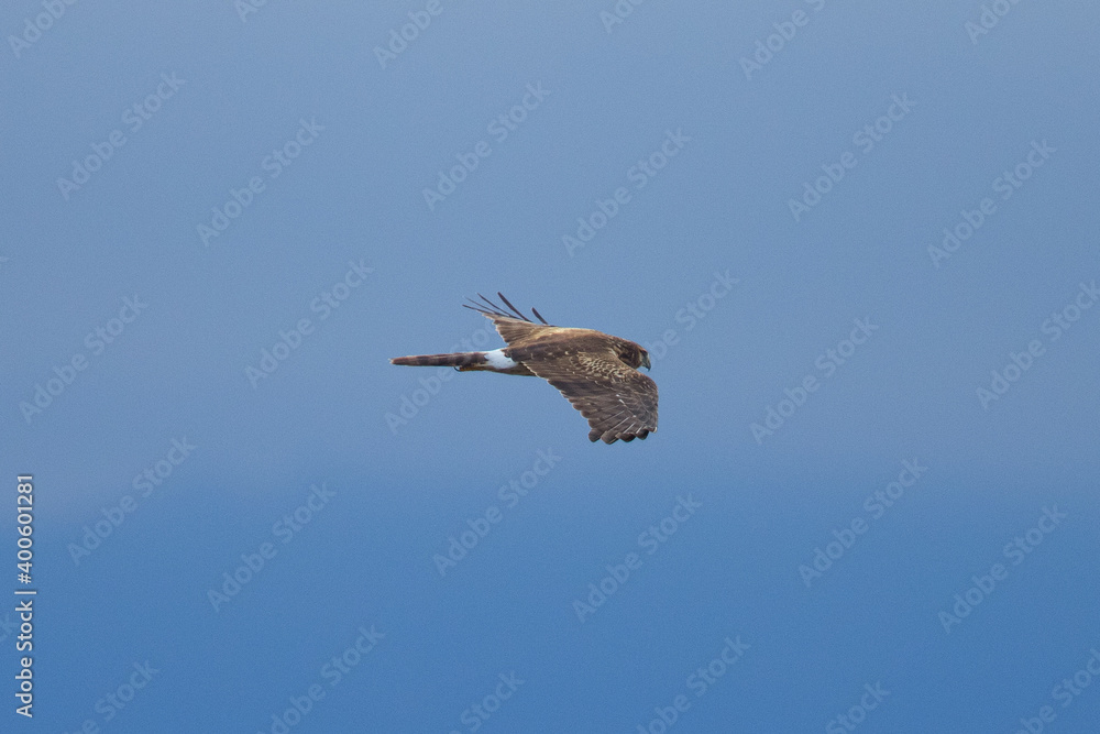 Obraz premium Close view of a female hen harrier gliding while hunting, seen in the wild in North California