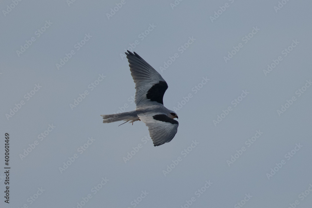 Extremely close view of a male hen harrier, seen in the wild in North California Extremely close view of a male hen harrier, seen in the wild in North California