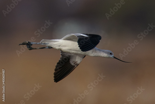 Extreme close-up of an American avocet flying, seen in the wild in a North California marsh  © ranchorunner