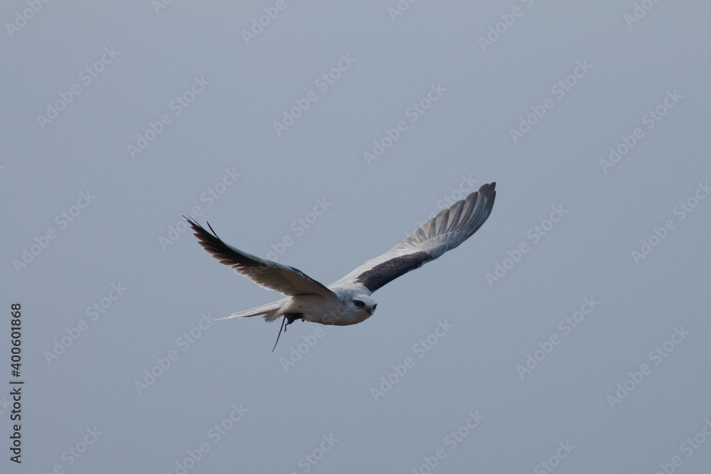Extremely close view of a male hen harrier, seen in the wild in North California Extremely close view of a male hen harrier, seen in the wild in North California