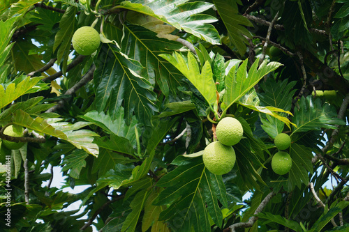 Uru or breadfruit-tree with fruits on branches photo