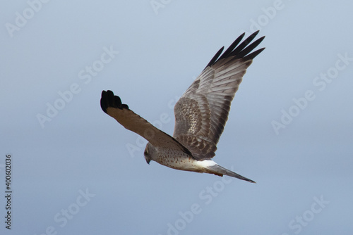 Extremely close view of a male hen harrier  seen in the wild in North California