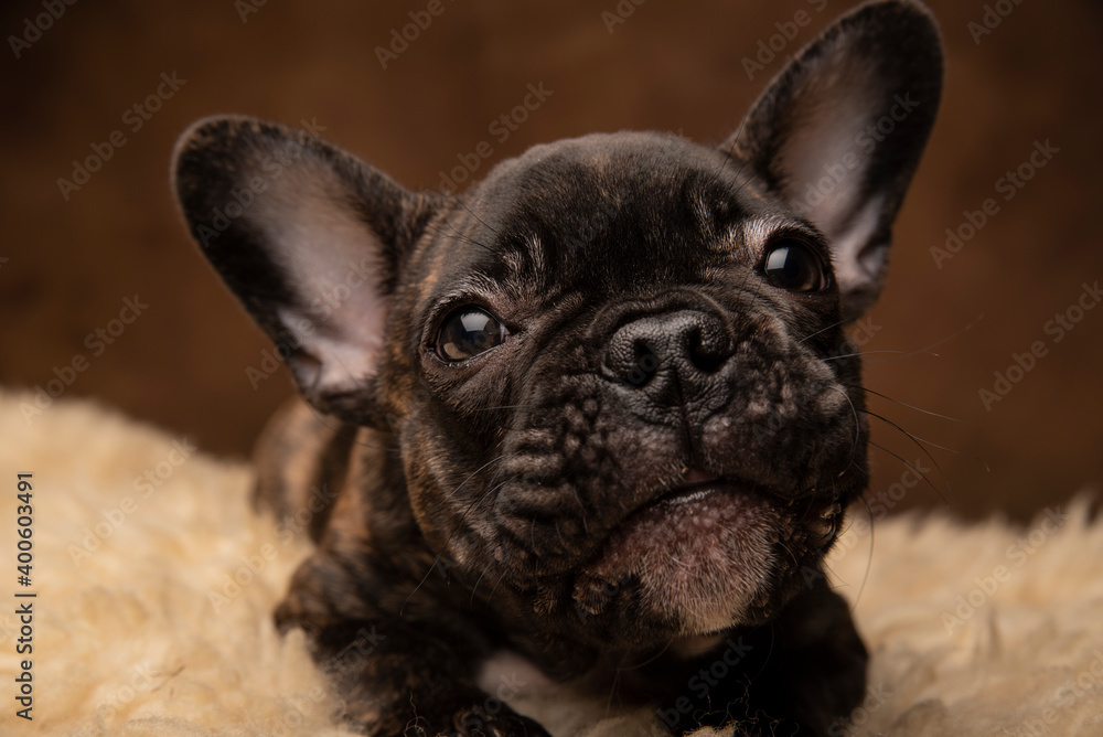 A small black French bulldog puppy on a dark background. The brindle color.