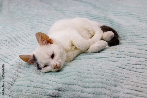 Fototapeta Naklejka Na Ścianę i Meble -  White cat on a bed at home