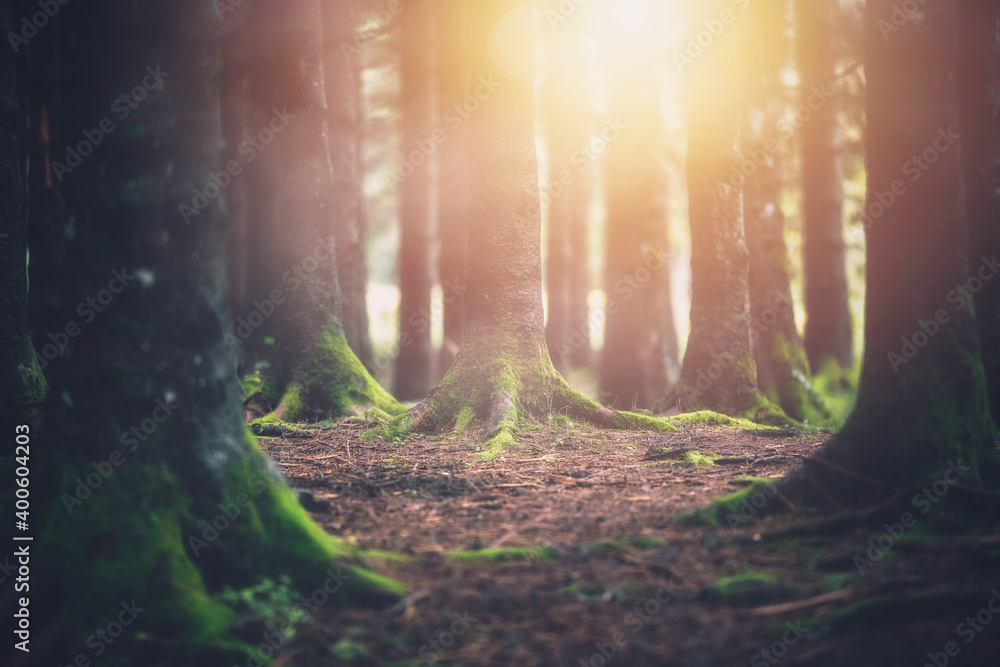 Obraz premium morning sunshine between trees
