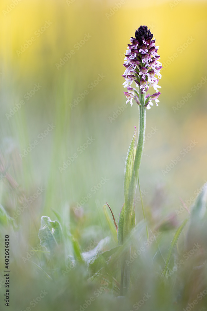 Fototapeta premium burnt orchid or Neotinea ustulata macro detail
