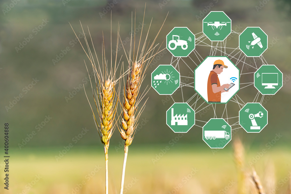 Foto Stock Smart Agriculture concept. Grain production with modern