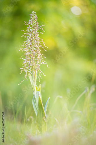 lizard orchid or Himantoglossum hircinum in evening light photo